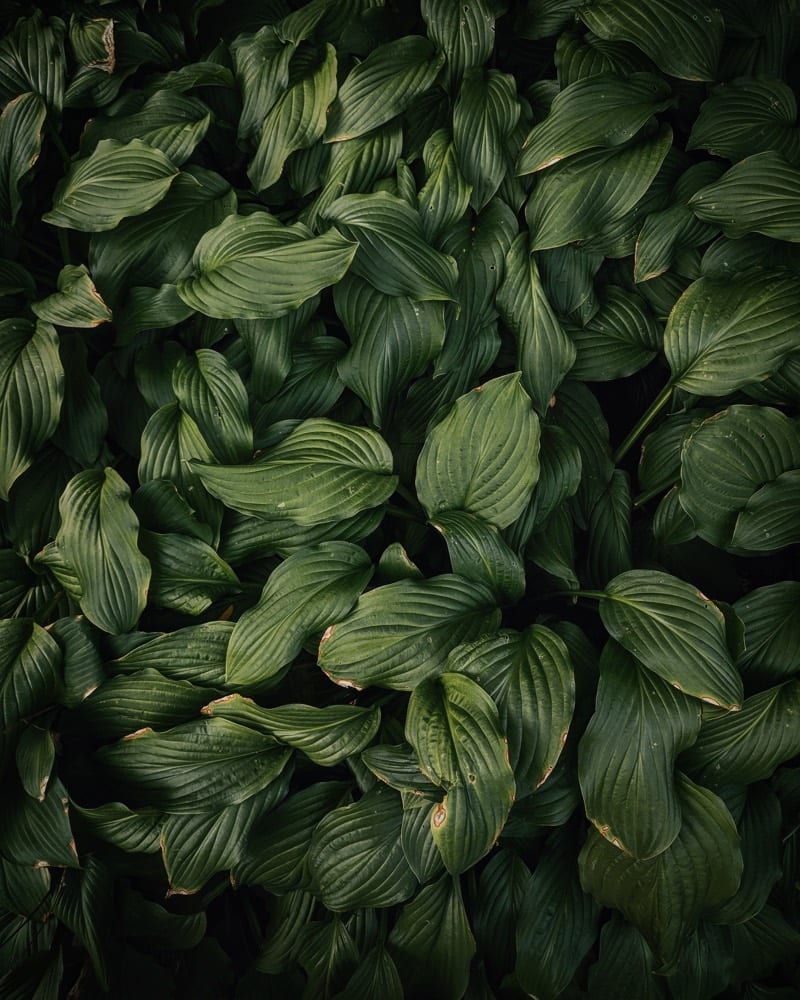 Close-up of fresh green leaves